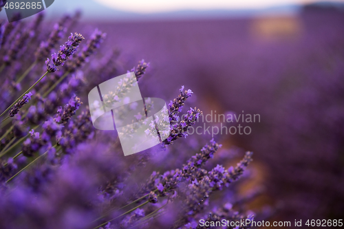 Image of closeup purple lavender field