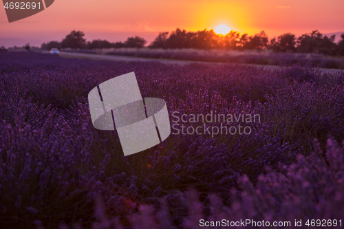 Image of levender field france