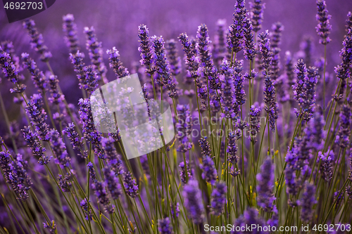 Image of closeup purple lavender field