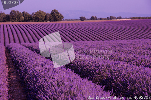 Image of levender field france