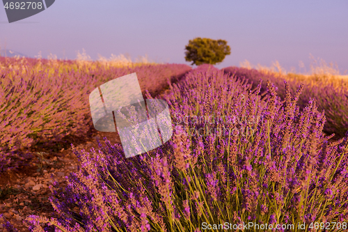 Image of purple lavender flowers field with lonely tree