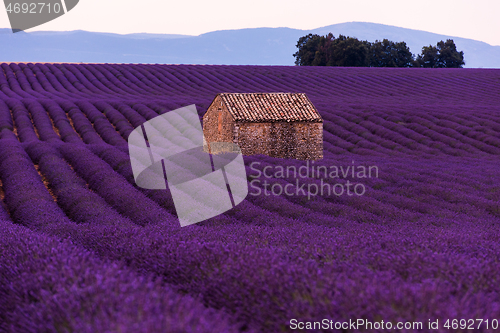 Image of purple lavender flowers field with lonely old stone house