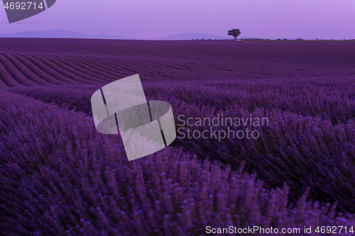 Image of purple lavender flowers field with lonely tree on night