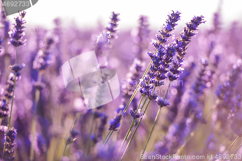 Image of closeup purple lavender field