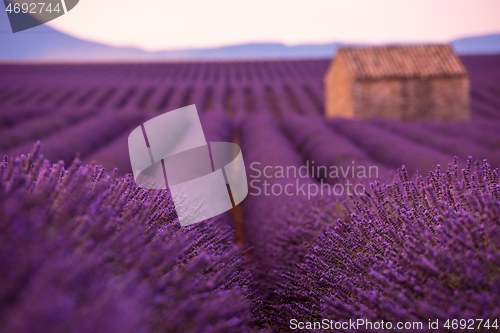 Image of purple lavender flowers field with lonely old stone house