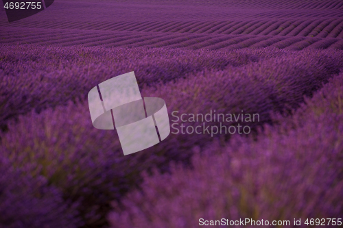 Image of levender field france