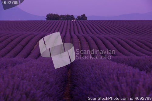 Image of levender field france