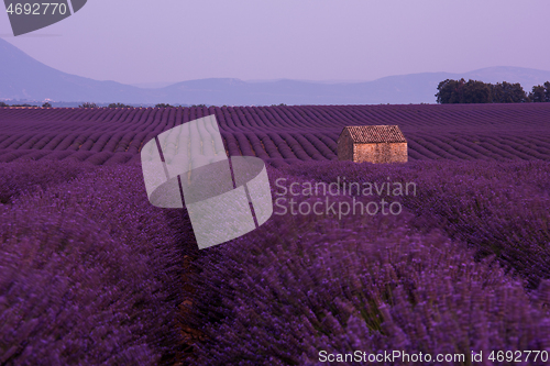 Image of purple lavender flowers field with lonely old stone house