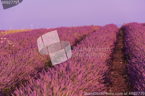 Image of levender field france