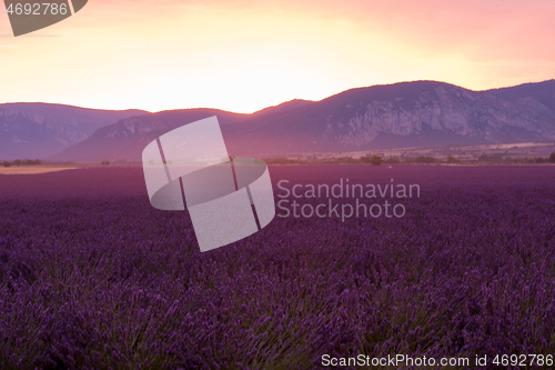 Image of levender field france