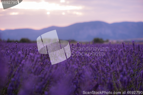 Image of levender field france