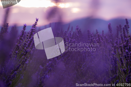 Image of closeup purple lavender field