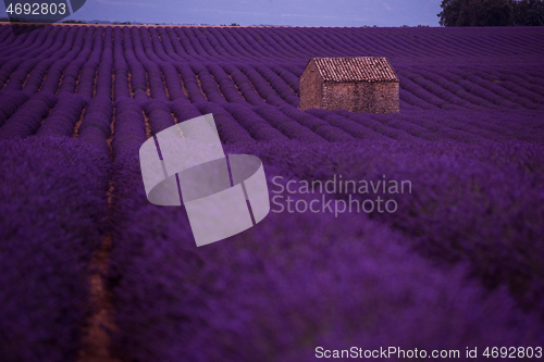 Image of purple lavender flowers field with lonely old stone house