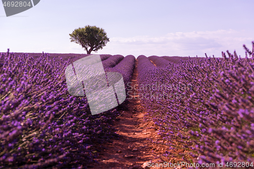 Image of purple lavender flowers field with lonely tree