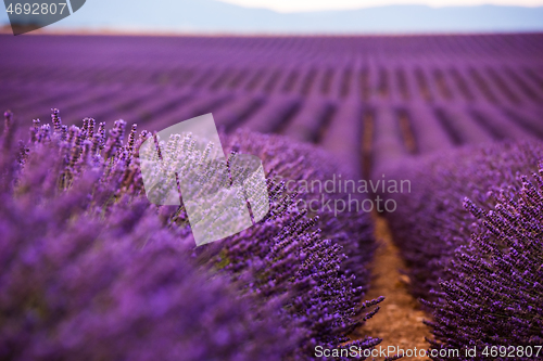 Image of levender field france