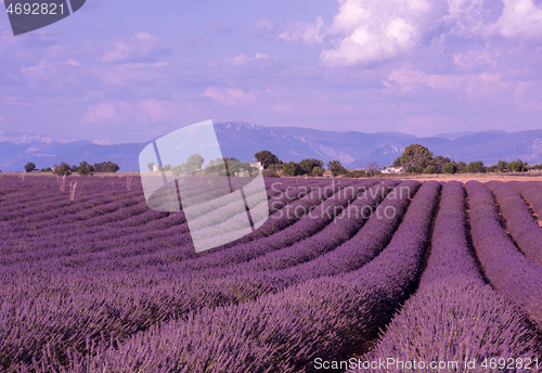 Image of levender field france