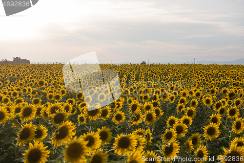 Image of sunflower field