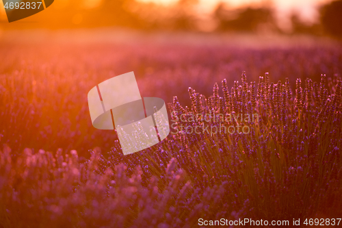 Image of levender field france