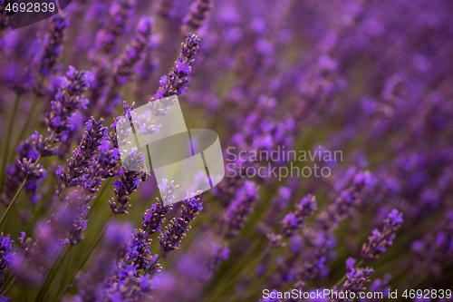 Image of closeup purple lavender field