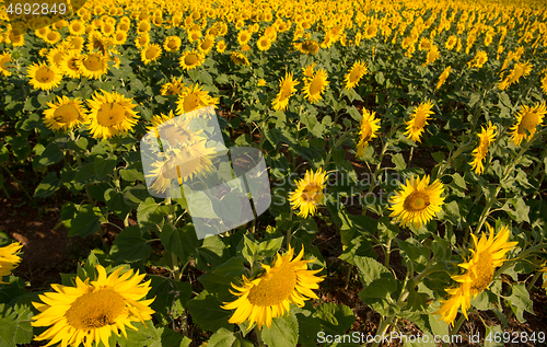 Image of sunflower field