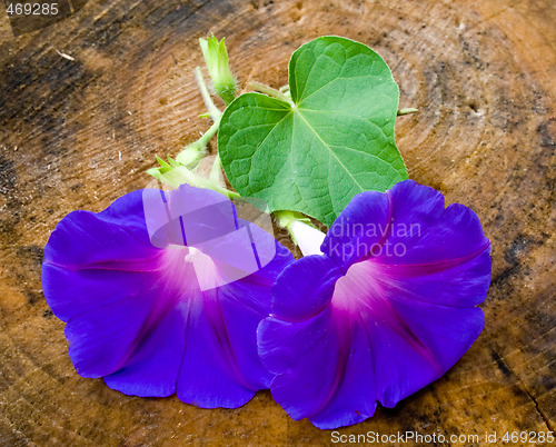 Image of wild blue flowers