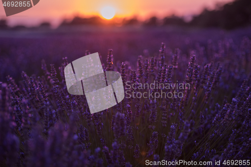 Image of closeup purple lavender field