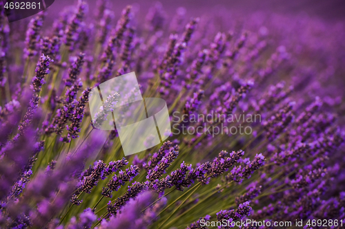 Image of closeup purple lavender field