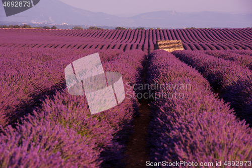 Image of purple lavender flowers field with lonely old stone house