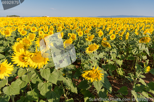 Image of sunflower field