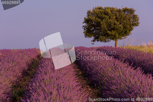 Image of purple lavender flowers field with lonely tree