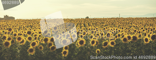 Image of sunflower field