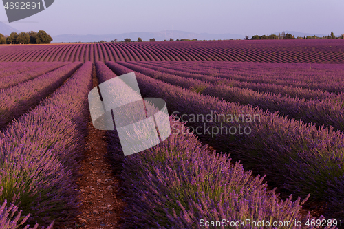 Image of levender field france