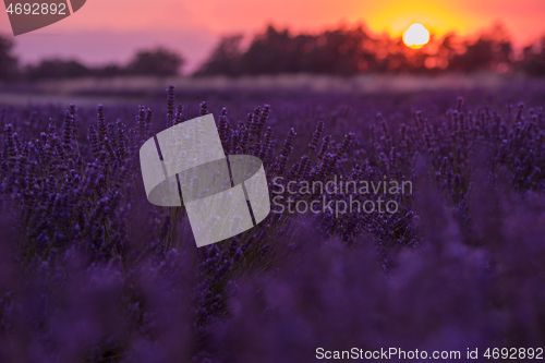 Image of levender field france