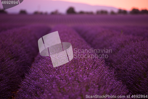 Image of levender field france