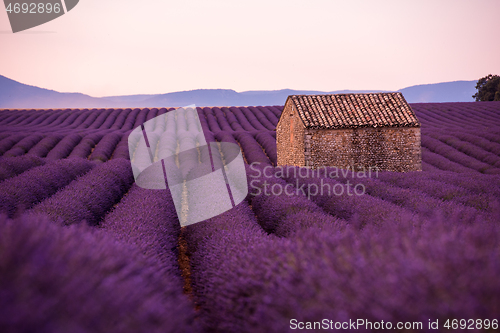 Image of purple lavender flowers field with lonely old stone house