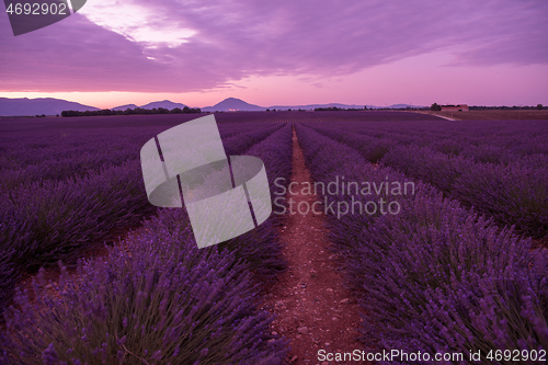 Image of levender field france