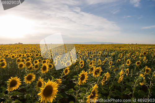 Image of sunflower field