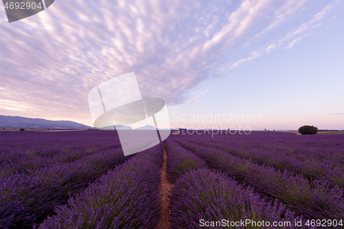 Image of purple lavender flowers field with lonely old stone house