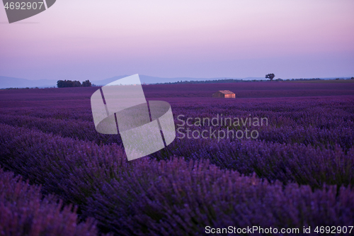 Image of levender field france