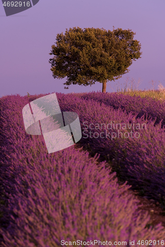 Image of purple lavender flowers field with lonely tree