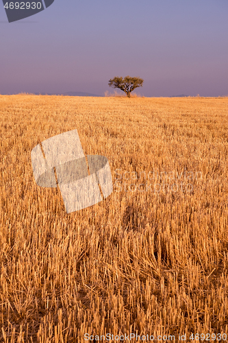 Image of single tree on harvested field