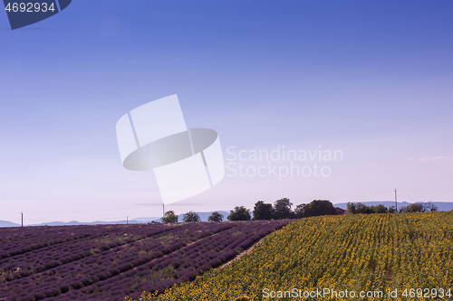 Image of lavender and sunflower field france