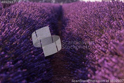 Image of closeup purple lavender field