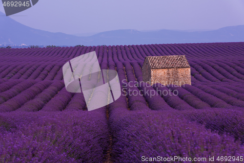 Image of purple lavender flowers field with lonely old stone house