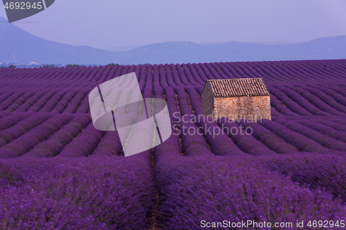 Image of purple lavender flowers field with lonely old stone house