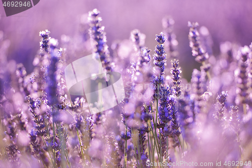 Image of closeup purple lavender field