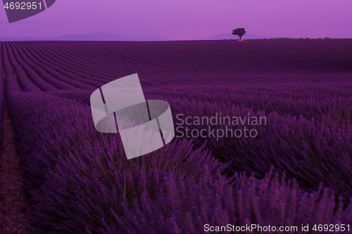 Image of purple lavender flowers field with lonely tree on night