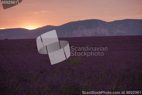 Image of levender field france