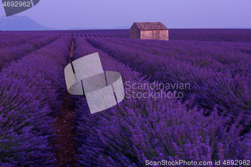 Image of purple lavender flowers field with lonely old stone house