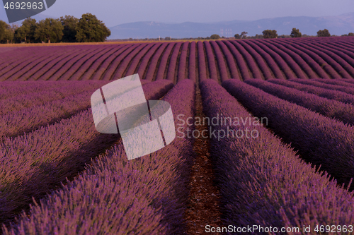 Image of levender field france